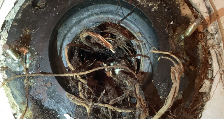 Tree Roots and Your Drains: What Chandler Homeowners Need to Know Before It Becomes a Nightmare