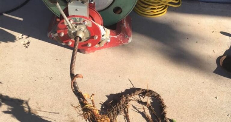 Tree Roots in Your Gilbert Sewer Line: The Real Costs